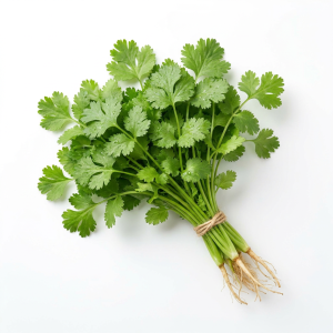Fresh Coriander Bunch